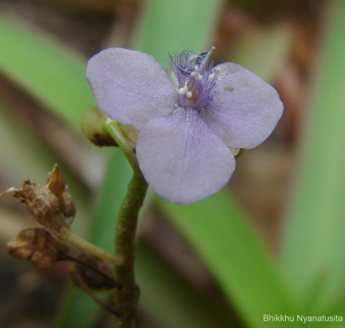 Murdannia simplex (Vahl) Brenan